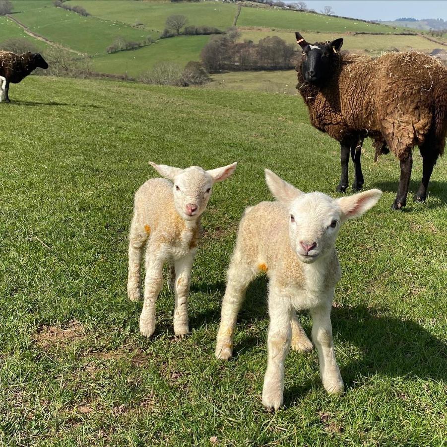 Вилла Pant Llwyd Farm Llangynidr Экстерьер фото
